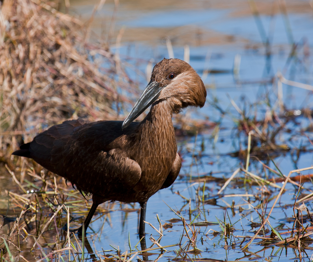 Hammerkopf Foto & Bild | tiere, wildlife, wild lebende vögel Bilder auf fotocommunity