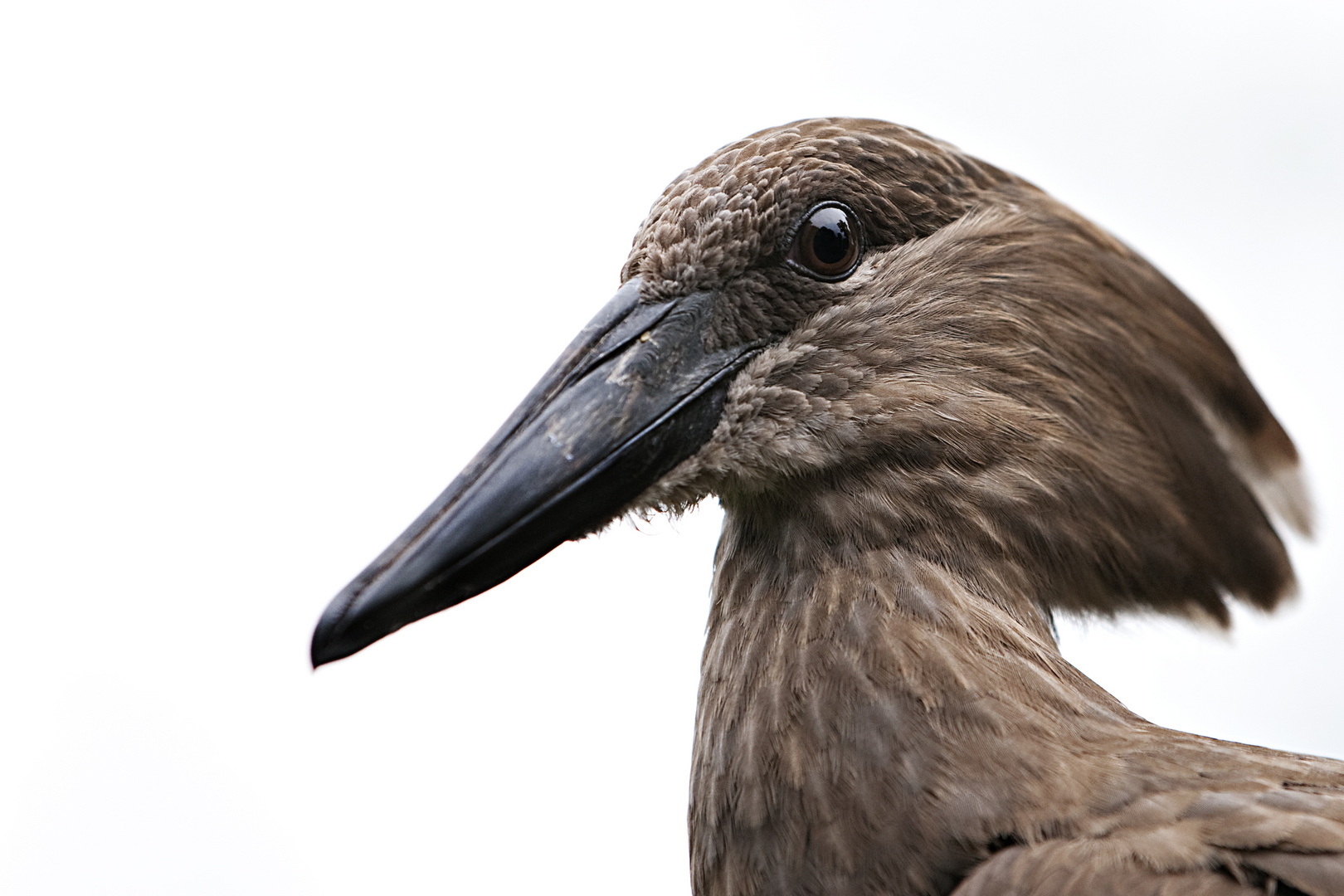Hammerkopf Foto & Bild | tiere, zoo, wildpark & falknerei, vögel Bilder ...