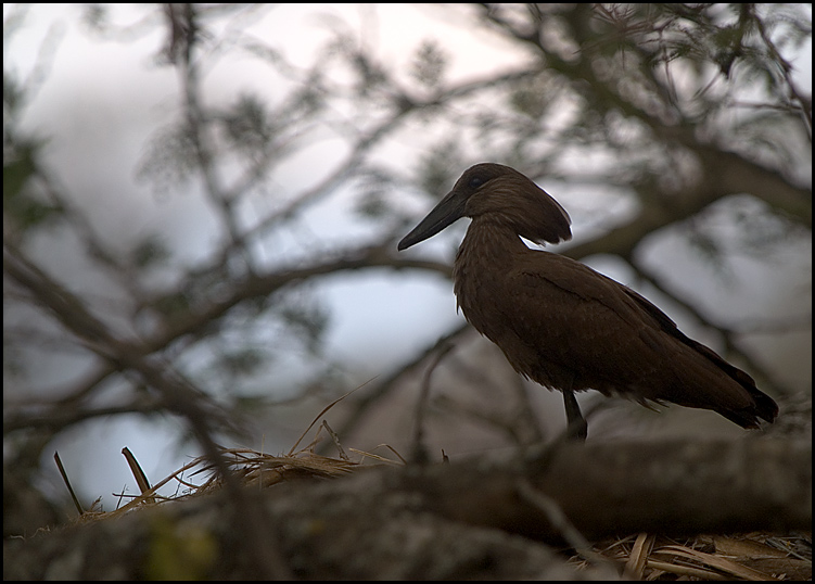 Hammerkopf auf seinem Nest