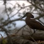 Hammerkopf auf seinem Nest