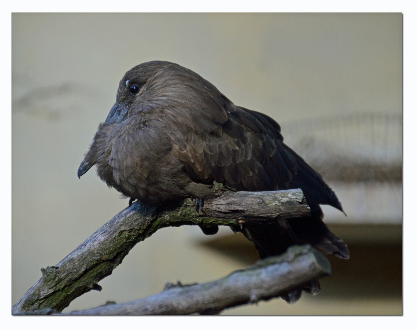 Hammerkopf Foto & Bild | natur, zoo, tiere Bilder auf fotocommunity