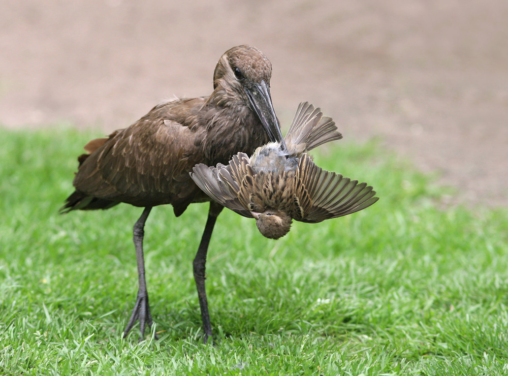 Hammerkopf fängt Spatz