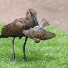 Hammerkopf fängt Spatz