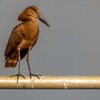 Hammerkopf (Hamerkop)