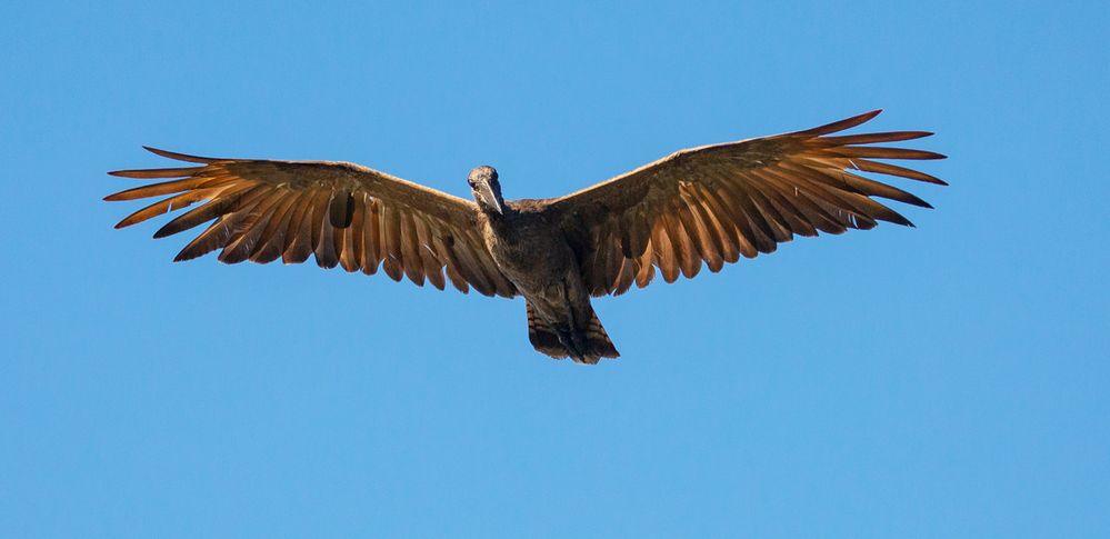 *** HAMMERKOPF IM FLUG ***