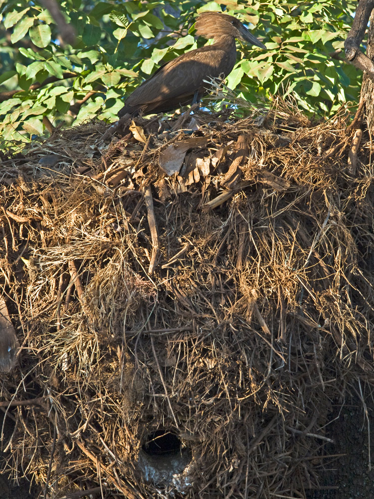 hammerkopf mit nest und höhleneingang.....