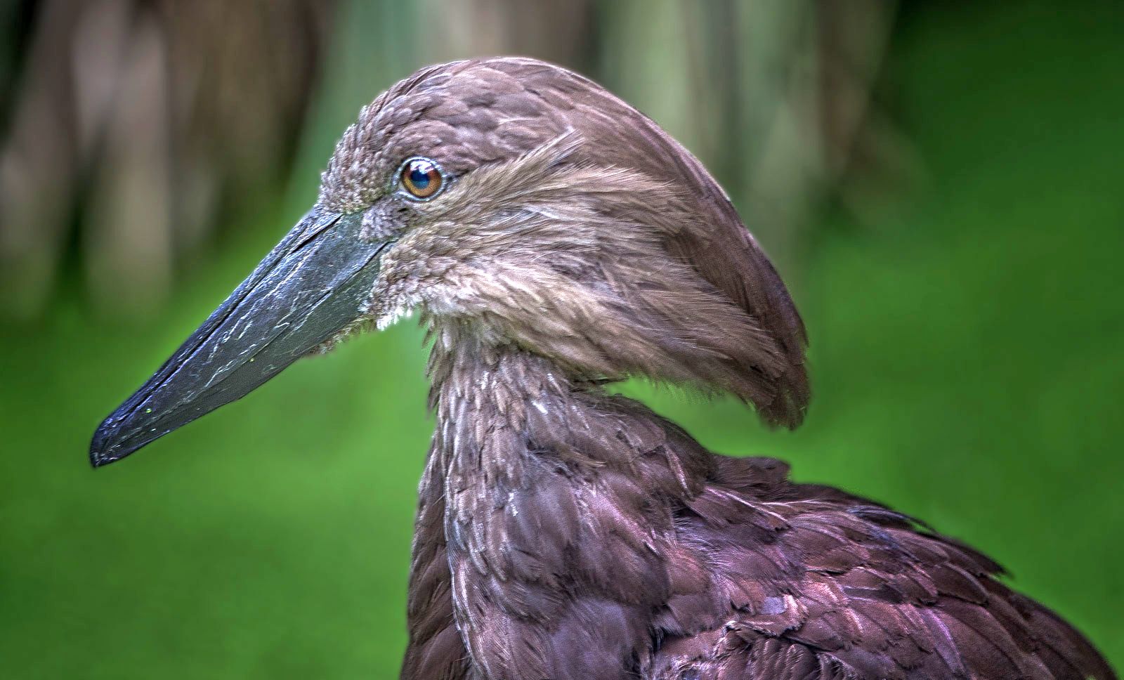 Hammerkopf oder Schattenvogel