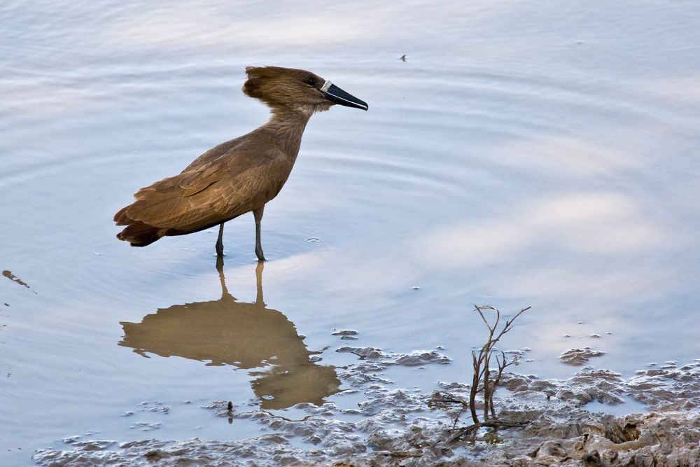 Hammerkopf oder Schattenvogel (Scopus umbretta), Äthiopien