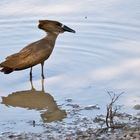 Hammerkopf oder Schattenvogel (Scopus umbretta), Äthiopien