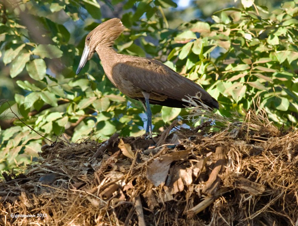 Hammerkopf (Scopus umbretta).....