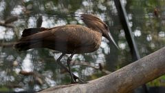 Hammerkopf Vogel 1