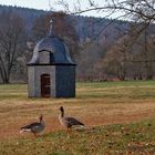 Hammerscheune mit Graugänsen