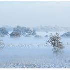 Hammewiese im Nebel