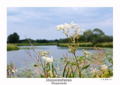 Hammewiesen bei Worpswede