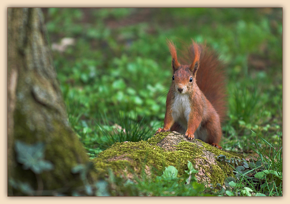 Hammy das Eichhörnchen