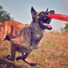 Hammy mit Frisbee