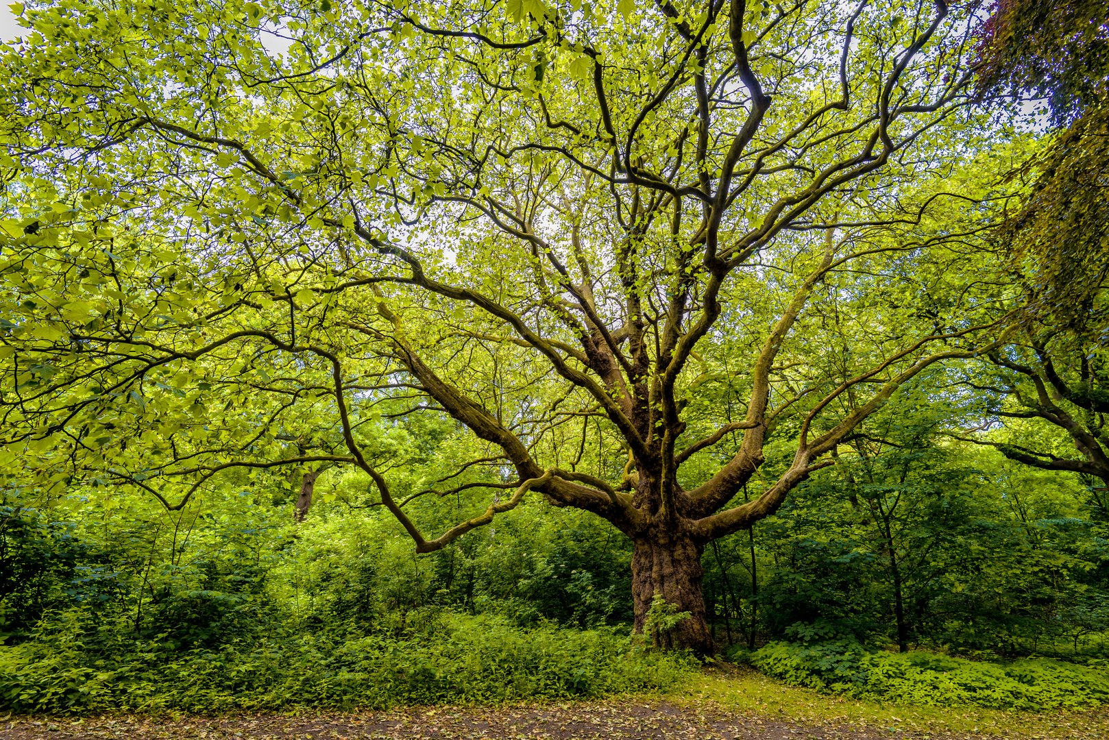 Hampstead Heath 1