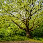 Hampstead Heath 1