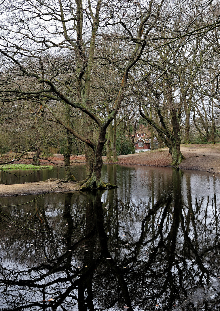 Hampstead Heath Pond