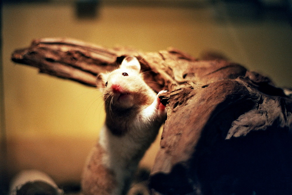 Hamster