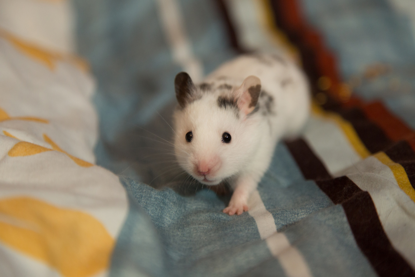 Hamster 1