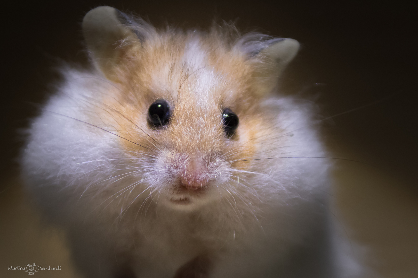 Hamster