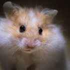 Hamster