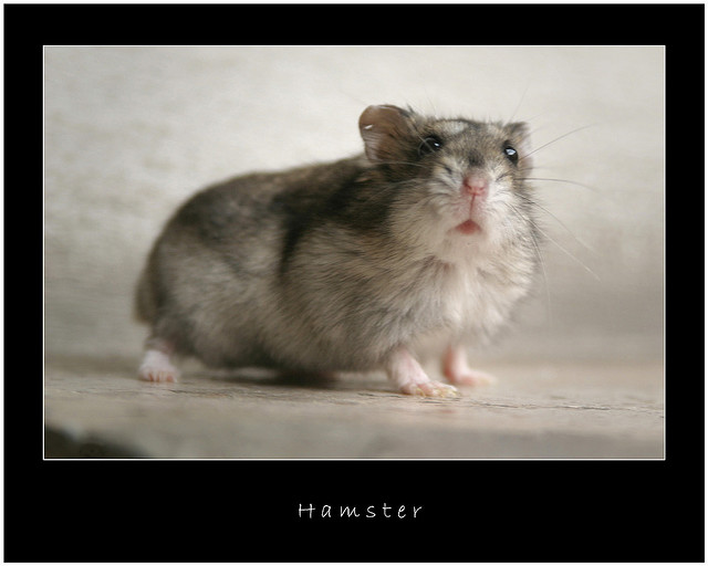 Hamster