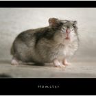 Hamster