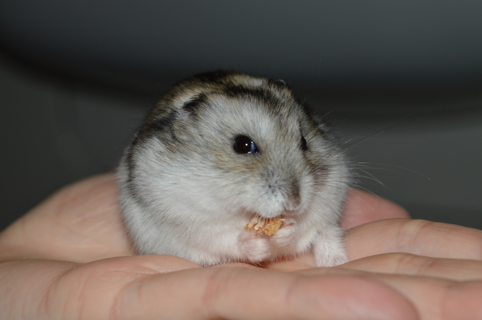 hamster