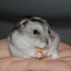 hamster