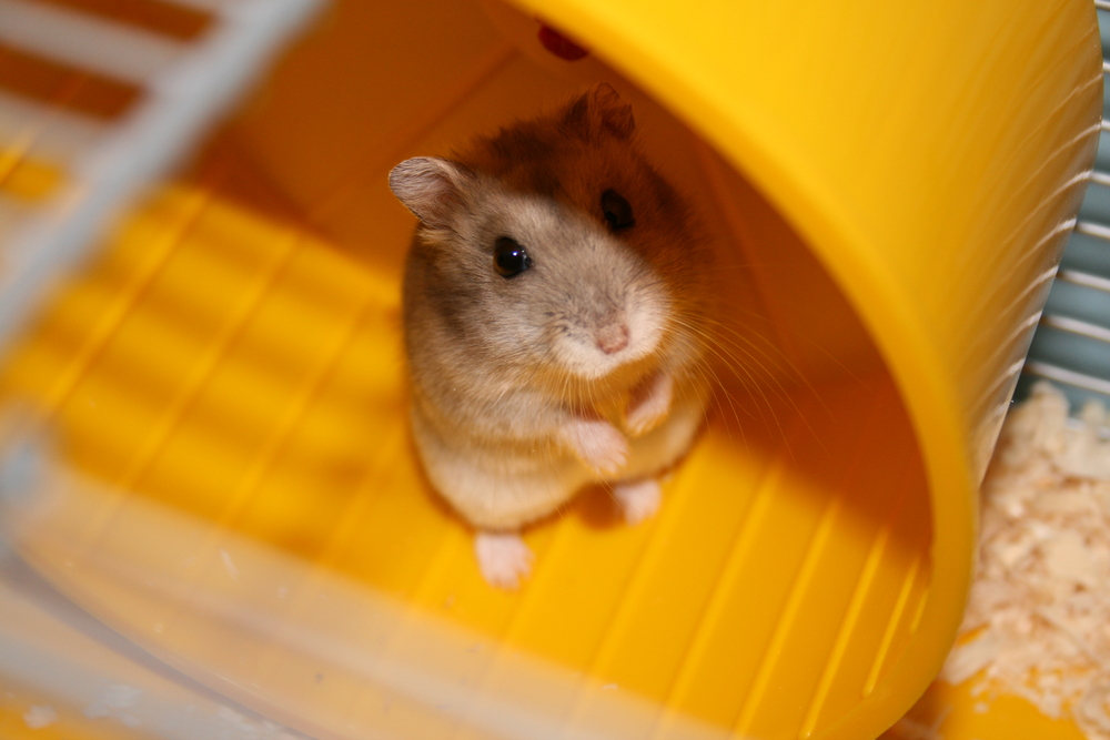 Hamster