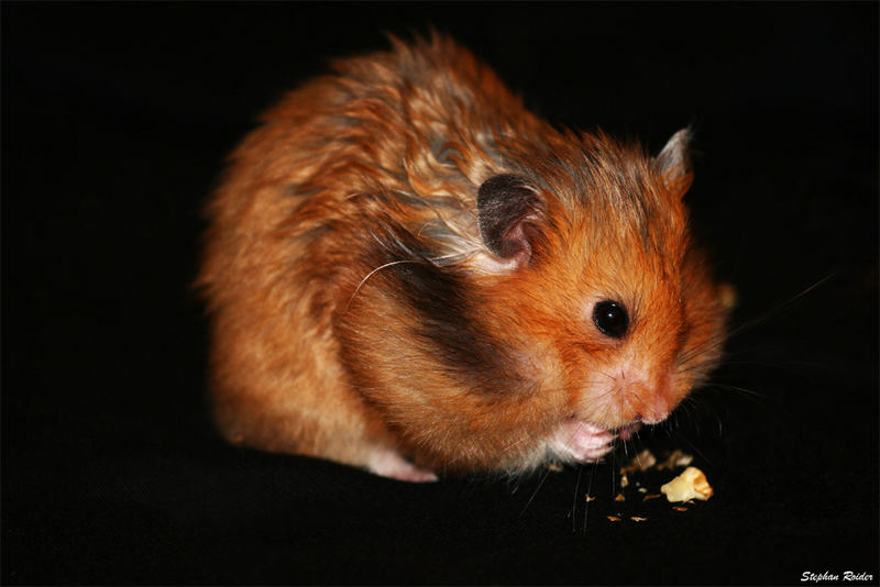 Hamster