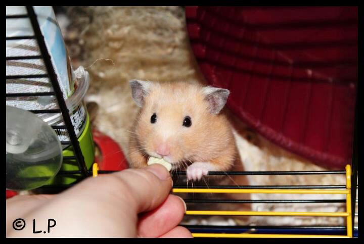 Hamster :)