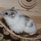 Hamster