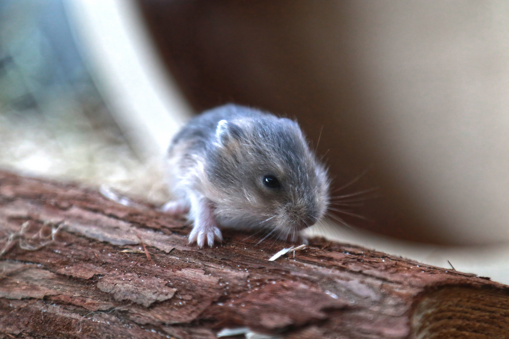 Hamster Baby 