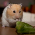 Hamster Basti der Salattiger