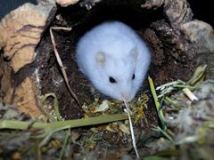 Hamster beim Abendessen