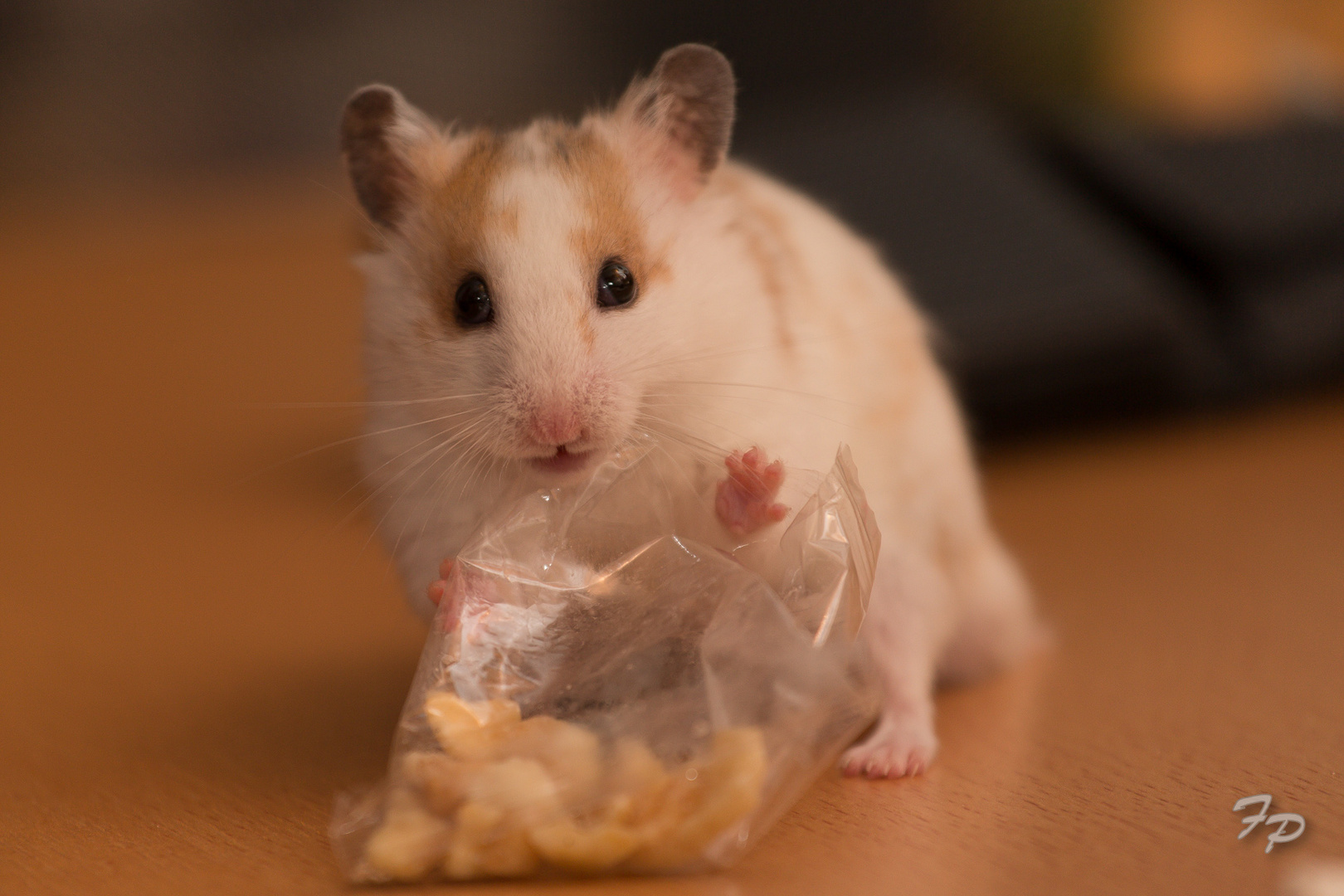 Hamster beim Auspacken