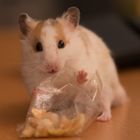 Hamster beim Auspacken