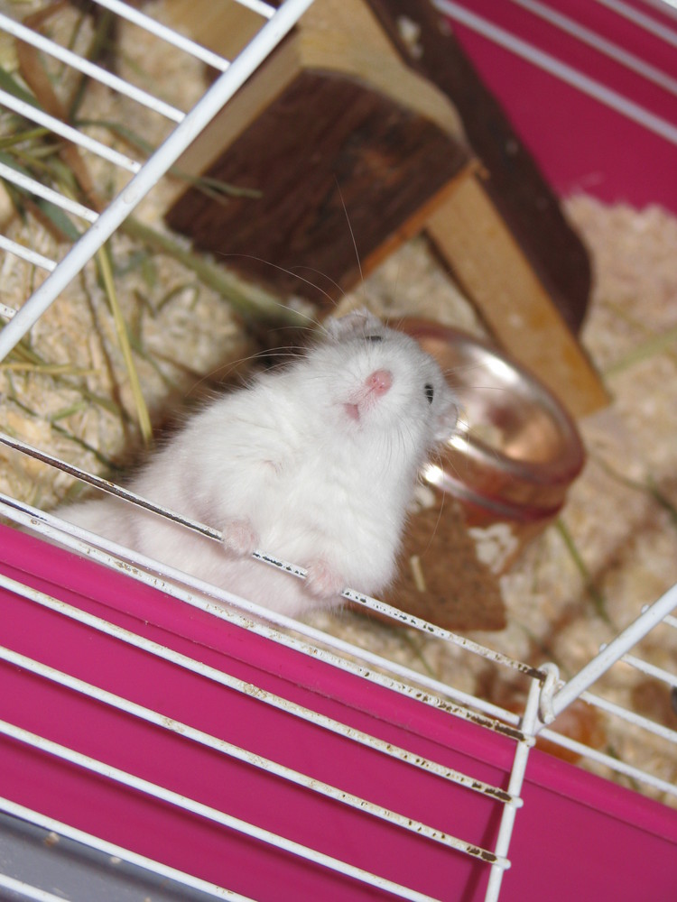 Hamster Chucky