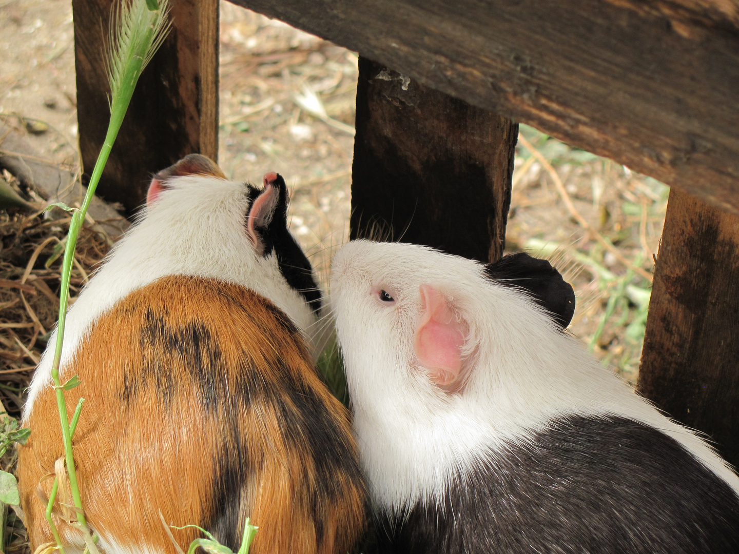 hamster couple