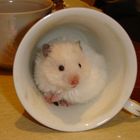 Hamster