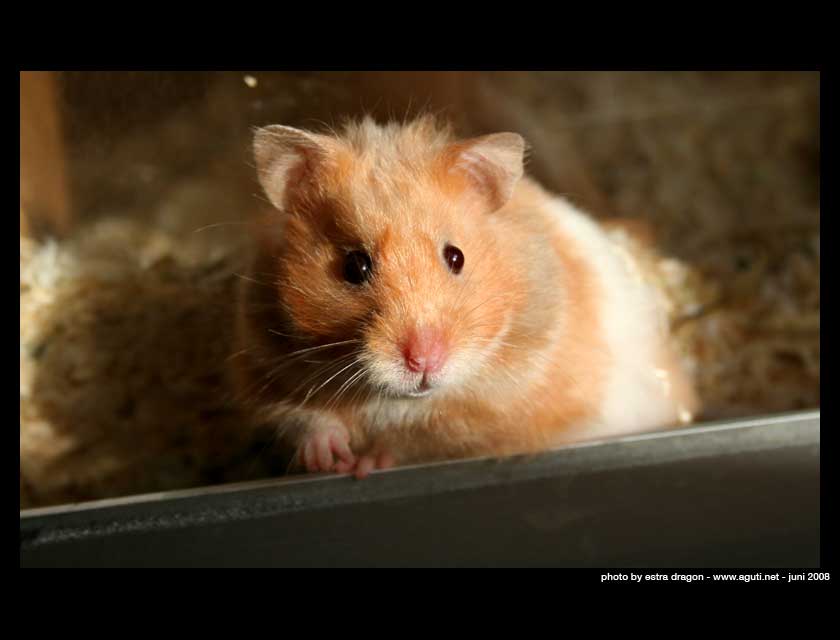 Hamster