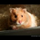 Hamster