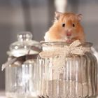 Hamster im Glas