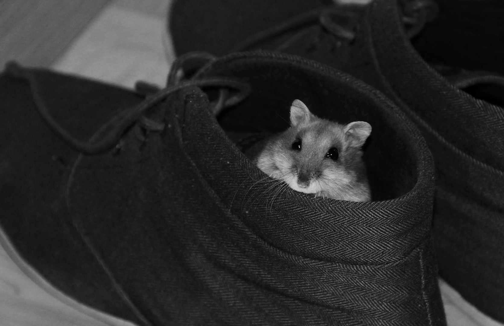 Hamster im Schuh