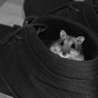 Hamster im Schuh
