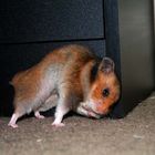 Hamster Joga