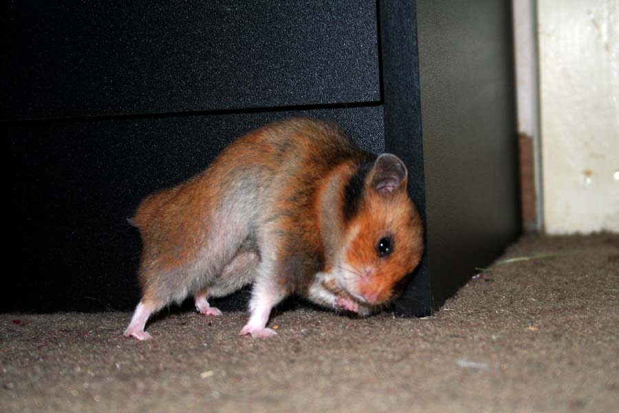 Hamster Joga